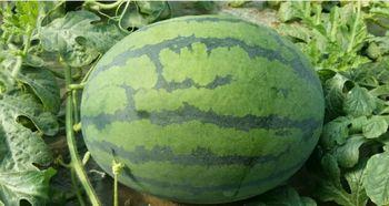 蒲城今日瓜价格,新鲜瓜价一览