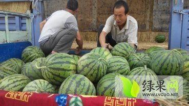 蒲城今日瓜价格,新鲜瓜价一览