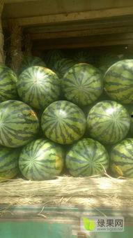 蒲城今日瓜价格,新鲜瓜价一览