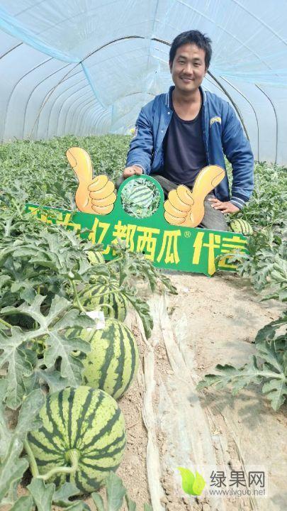 夏邑县今日瓜价行情,新鲜瓜果价格走俏，市民抢购热潮来袭