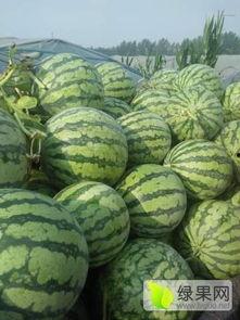 夏邑县今日瓜价行情,新鲜瓜果价格走俏，市民抢购热潮来袭