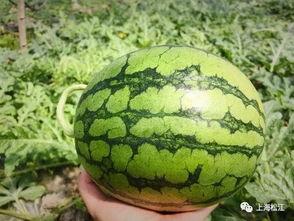 八凌瓜今日价格