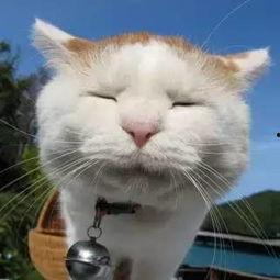 琪琪家的猫今日宜吃瓜,琪琪家的猫宜吃瓜