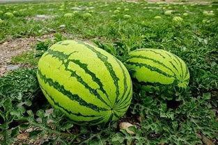 宁夏今日茭瓜价格表,今日行情一览