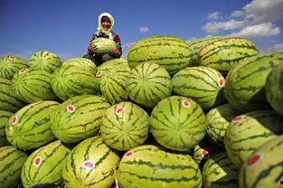 宁夏今日茭瓜价格表,今日行情一览