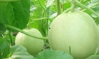 黑霖吃瓜,揭秘娱乐圈背后的秘密与真相