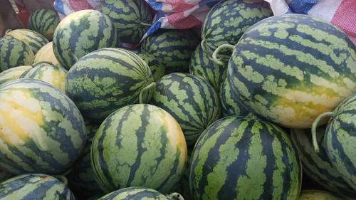 广州江南市场今日麒麟瓜行情,行情看涨！”