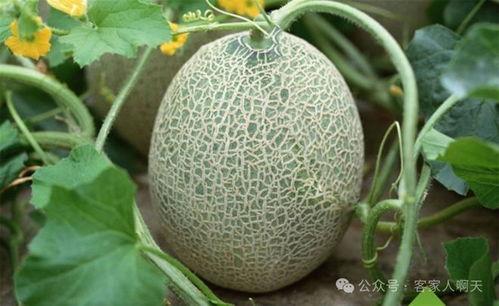 阿明海南哈密瓜今日价格行情最新,今日行情火爆，价格走势解析