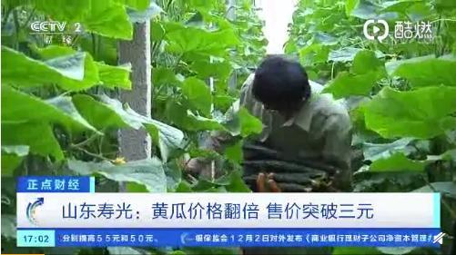 山东寿光丑瓜今日价格,品质与实惠并存，市场行情一览无余”