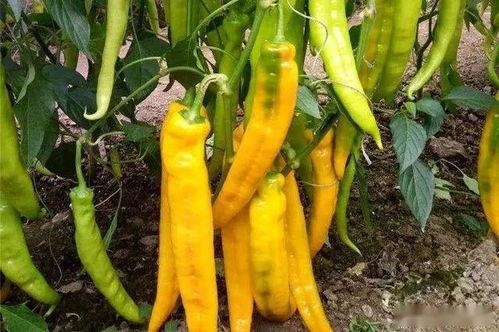 山东寿光丑瓜今日价格,品质与实惠并存，市场行情一览无余”