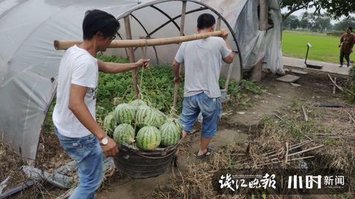 小瓜今日价格行情最新,今日市场动态一览