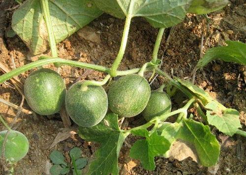 小瓜今日价格行情最新,今日市场动态一览