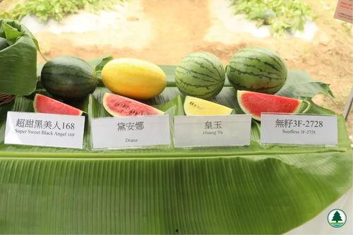 吃瓜网今日吃瓜热门吃瓜在线观看,吃瓜网“吃瓜在线观看”带你畅享吃瓜盛宴