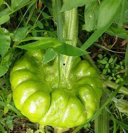 蔬菜云南小瓜今日行情,丰收喜人，价格稳中有升