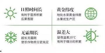 八六王哈密瓜今日行情,品质卓越，价格稳健，抢购正当时！”