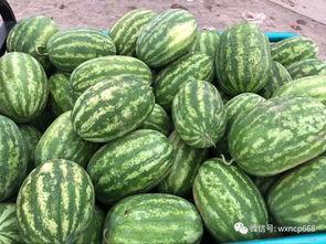 茄瓜行情今日行情最新版,今日最新版行情解析，洞察市场动态”