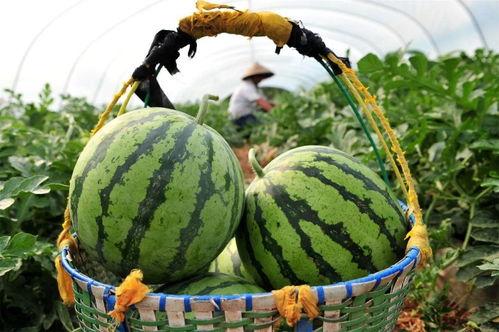 今日吃最大的瓜,揭秘娱乐圈最大瓜料