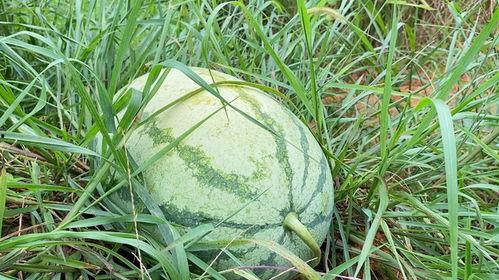 今日大学的瓜,一场校园瓜料的深度剖析