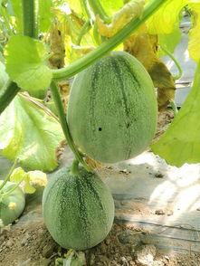 今日大学的瓜,一场校园瓜料的深度剖析