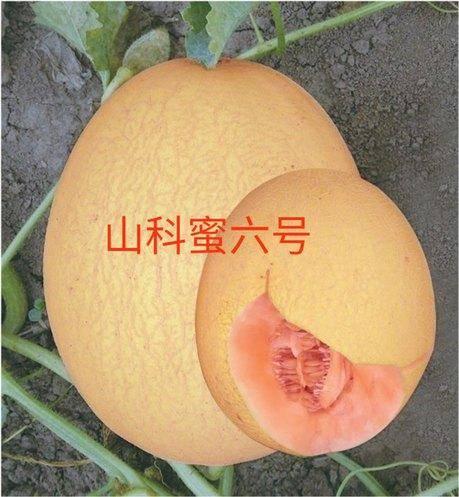 山瓜甜瓜今日价格表,今日市场行情一览