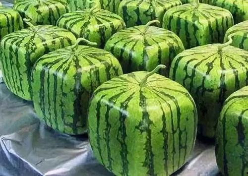 黑科吃瓜网入口,带你走进神秘的网络世界