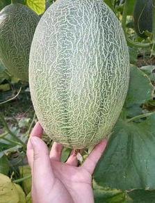 哈密瓜今日价格最新行情,哈密瓜价格波动解析