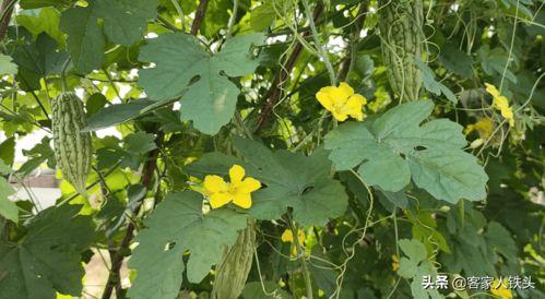 独爱今日新瓜,揭秘娱乐圈最新热点事件