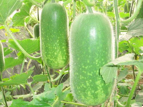 黑料每日大赛在线吃瓜,在线吃瓜，揭秘娱乐圈幕后风云