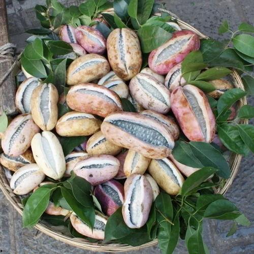 今日热点八月瓜,揭秘神秘果实背后的故事与价值