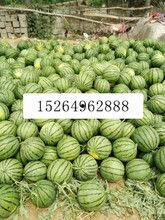 今日哈密瓜批发价,品质佳价优，果香四溢迎丰收”